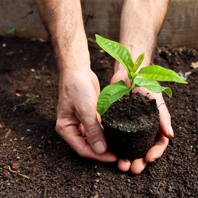 Planets, Nakshatras, Vastu, Plants & Monsoon